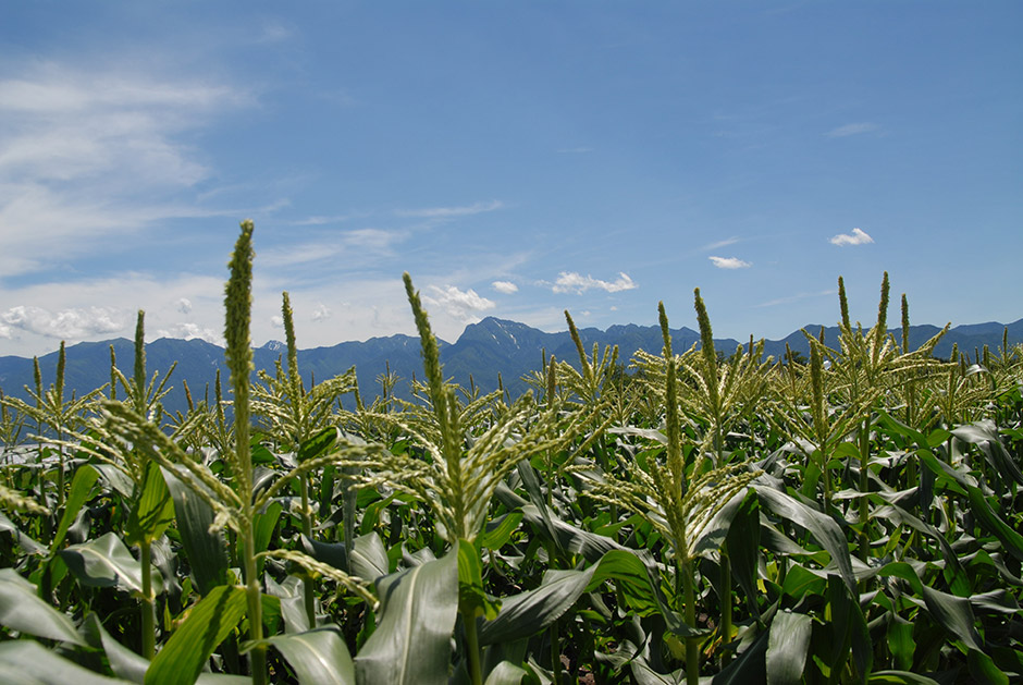 Honda 八ヶ岳honda菜園