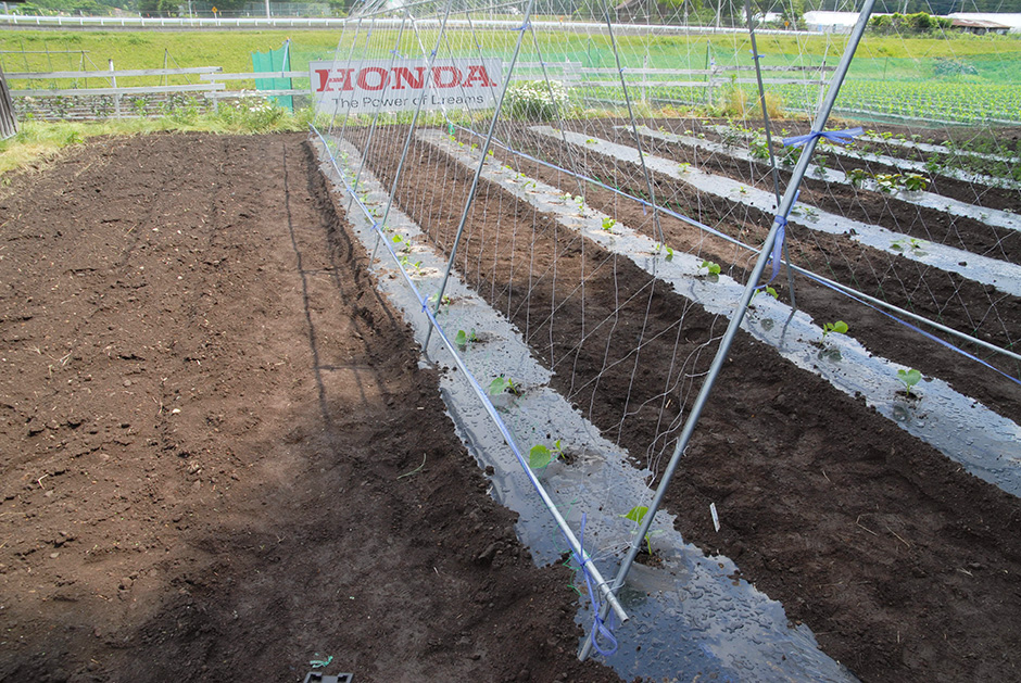 Honda 八ヶ岳honda菜園 Honda 八ヶ岳honda菜園