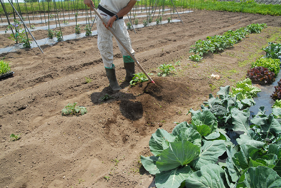 Honda 八ヶ岳honda菜園